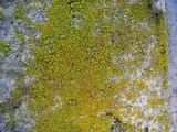 Candelariella efflorescens image