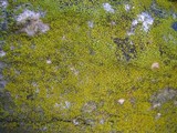 Candelariella efflorescens image