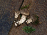 Hygrophorus inocybiformis image