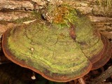 Phellinus robiniae image