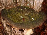 Phellinus robiniae image