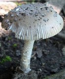 Amanita borealisorora image