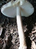 Amanita borealisorora image
