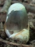 Amanita borealisorora image