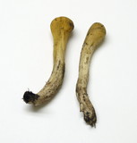 Clavariadelphus truncatus image