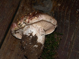 Hygrophorus purpurascens image