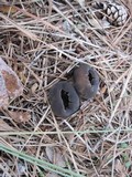 Helvella leucomelaena image