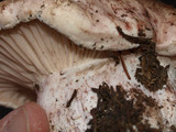 Hygrophorus purpurascens image