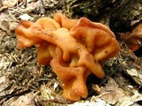 Gyromitra korfii image