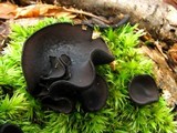 Pseudoplectania nigrella image