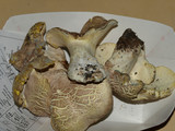 Albatrellus ovinus image