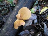 Polyporus leptocephalus image