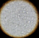 Conocybe romagnesii image