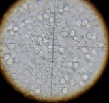 Conocybe romagnesii image
