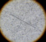 Conocybe romagnesii image