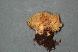 Ramaria rasilispora var. rasilispora image