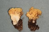 Ramaria rasilispora image