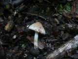 Inocybe bongardii image