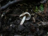 Inocybe bongardii image
