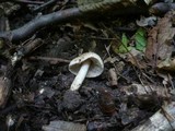 Inocybe bongardii image