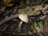 Inocybe bongardii image