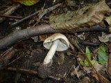 Inocybe bongardii image