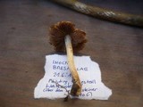 Inocybe bresadolae image