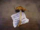 Inocybe bresadolae image