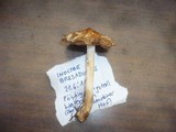 Inocybe bresadolae image