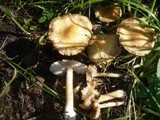 Inocybe cookei image