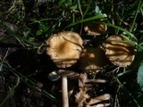 Inocybe cookei image