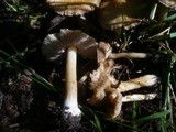 Inocybe cookei image