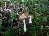 Inocybe fuscidula image