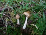 Inocybe fuscidula image