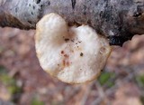 Polyporus alveolaris image