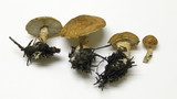 Cystodermella cinnabarina image
