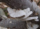 Trametes pubescens image