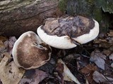 Fomitopsis ochracea image