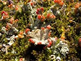 Cladonia pleurota image