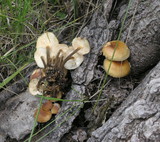 Flammulina populicola image