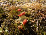 Cladonia pleurota image