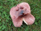 Russula placita image