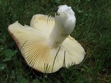 Russula placita image