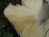 Russula placita image