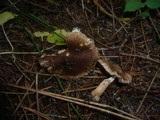 Inocybe fuscidula image