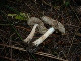 Inocybe fuscidula image