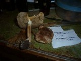 Inocybe fuscidula image