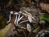 Inocybe geophylla var. lilacina image