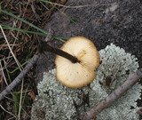 Flammulina populicola image