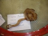 Inocybe mixtilis image